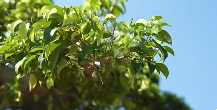 Với tuổi đời gần 200 năm, "Cửu long tranh châu" được đông đảo nghệ nhân trong giới sinh vật cảnh Việt Nam biết đến như một siêu phẩm độc nhất vô nhị. Ảnh chụp màn hình NhaTo