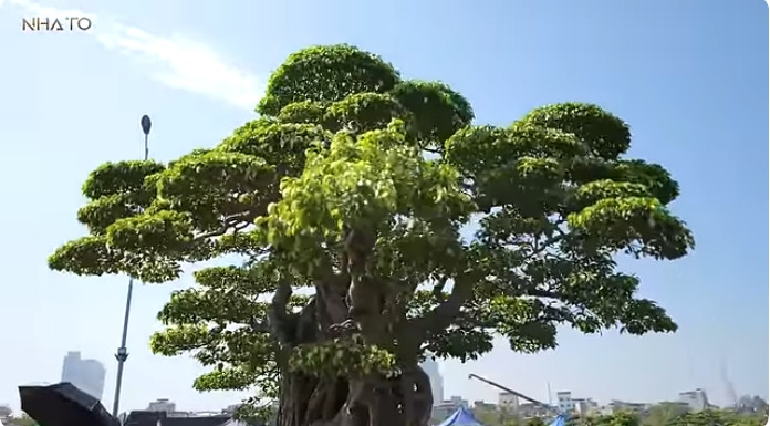 Các bông tán đều và đẹp. Ảnh chụp màn hình NhaTo