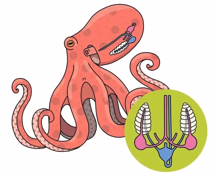 Hai trái tim còn lại tương đối nhỏ được gọi là tim nhánh, mỗi tim nhánh gắn vào một trong hai mang để bơm máu qua mang, vì vậy chúng còn được gọi là tim mang