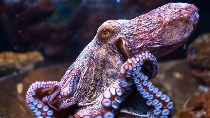 Thứ khiến bạch tuộc trở nên khác biệt nằm ở chỗ chúng có khả năng tự điều chỉnh, tự thiết kế lại các ARN trong cơ thể, và khả năng này đã có trước khi con người hiện đại xuất hiện khoảng 200.000 năm