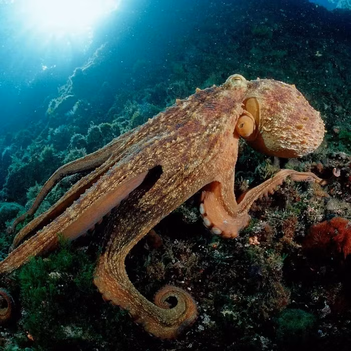 Theo khoa học, bạch tuộc ngày nay điều chỉnh ARN là để phục vụ sinh tồn khi nhiệt độ môi trường thay đổi