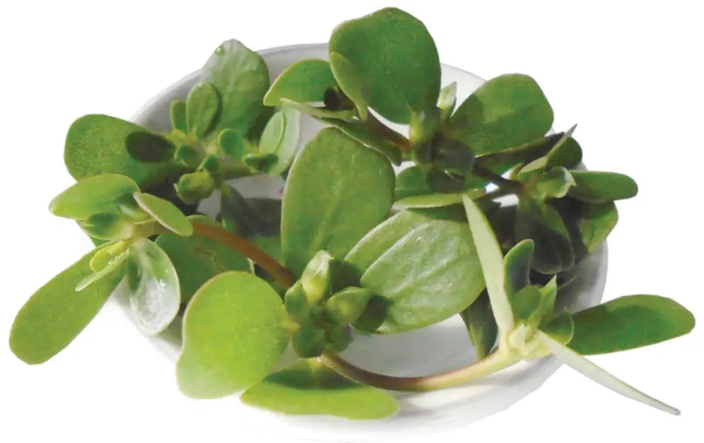 Tại các chợ truyền thống hay trong siêu thị, rau sam có giá từ 70.000 - 100.000 đồng/kg. Ngoài vị chua thanh, rau sam còn được ưa chuộng bởi mọc tự nhiên, không phun hóa chất. Ảnh: Facebook