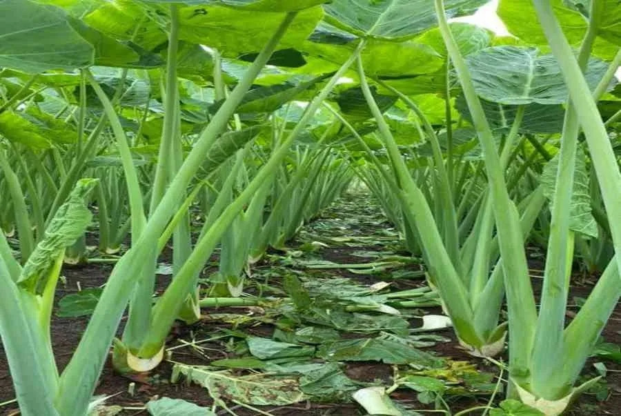 Nắm bắt nhu cầu của người tiêu dùng, người dân nhiều nơi trồng dọc mùng và mang lại hiệu quả kinh tế cao, từ 150 - 180 triệu đồng/năm. Ảnh: Lazada