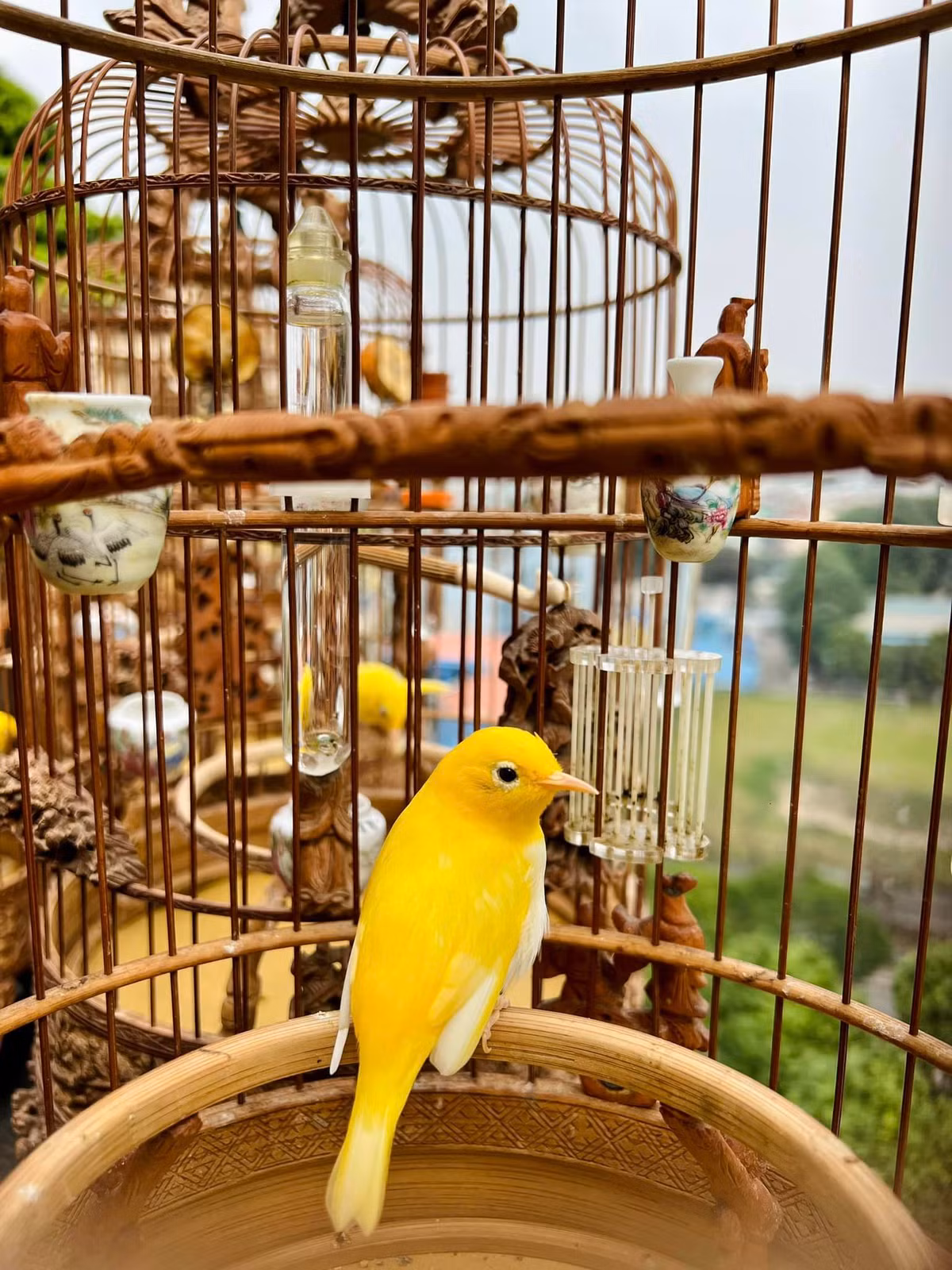 Trong số này nhiều con chim hoàng khuyên, chào mào, chích chòe than bạch, chích choè lửa bông kiếm trắng, họa mi bạch tạng, chim rẻ quạt bạch tặng... được xem là "độc nhất vô nhị" ở Việt Nam.