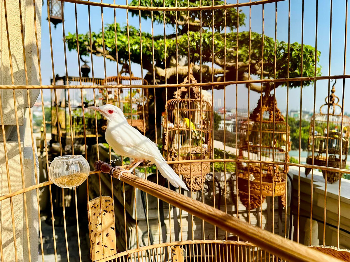 Từ niềm đam mê chơi chim thuở nhỏ, Chương Tailor dành nhiều thời gian và tiền bạc săn lùng khắp nơi để sở hữu những loài chim độc lạ. Đến nay, đàn chim cảnh của đại gia Chương Tailor lên tới hơn 70 con, tổng giá trị khoảng 10 tỷ đồng.