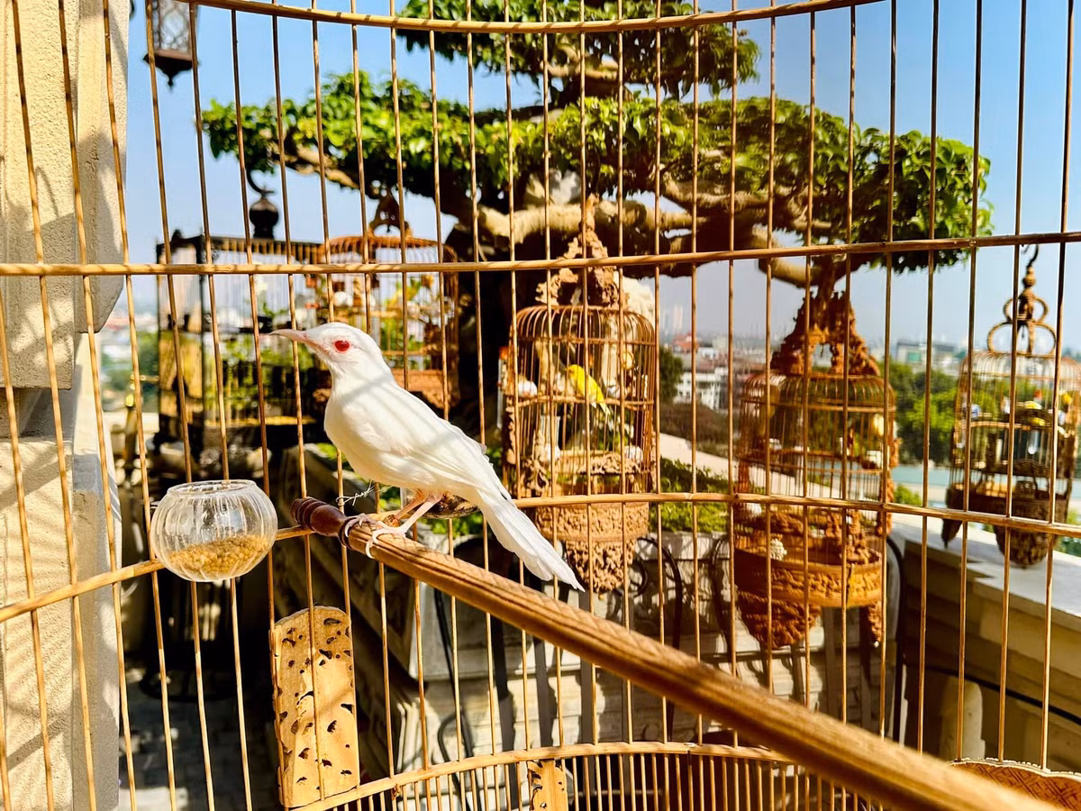 Từ niềm đam mê chơi chim thuở nhỏ, Chương Tailor dành nhiều thời gian và tiền bạc săn lùng khắp nơi để sở hữu những loài chim độc lạ. Đến nay, đàn chim cảnh của đại gia Chương Tailor lên tới hơn 70 con, tổng giá trị khoảng 10 tỷ đồng.