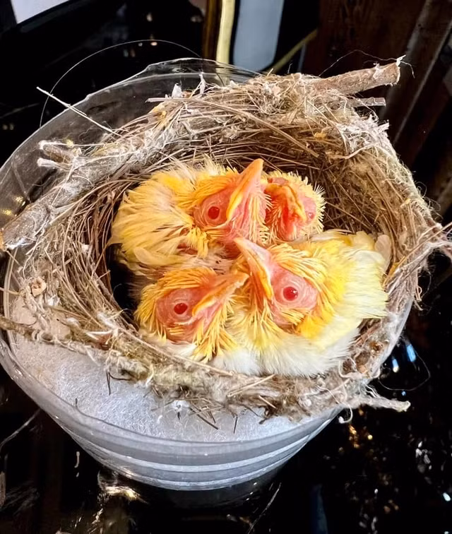 Vị đại gia Hà thành từng gây xôn xao dư luận khi chi tới hơn 400 triệu để sở hữu tổ chim non đột biến.