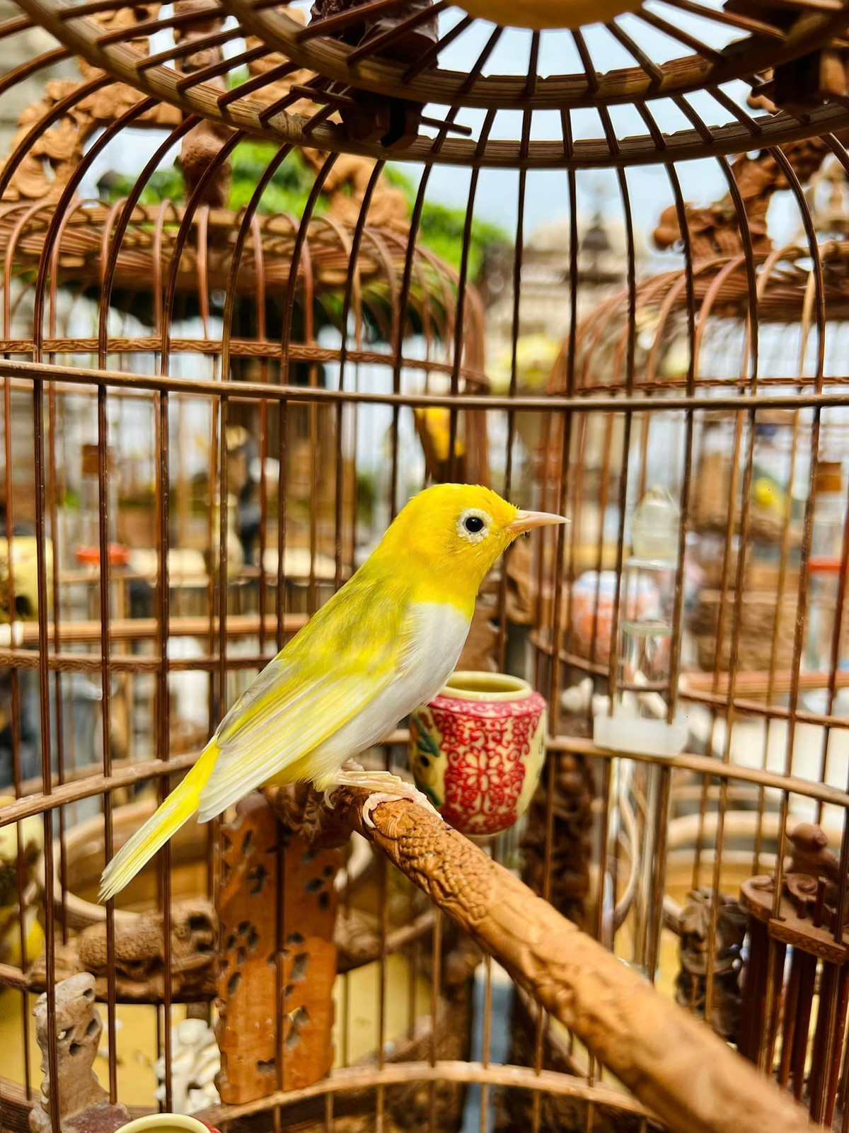 "Ông trùm thời trang ở Việt Nam" cũng thuê người chăm sóc riêng và có chuyên gia khám định kỳ.