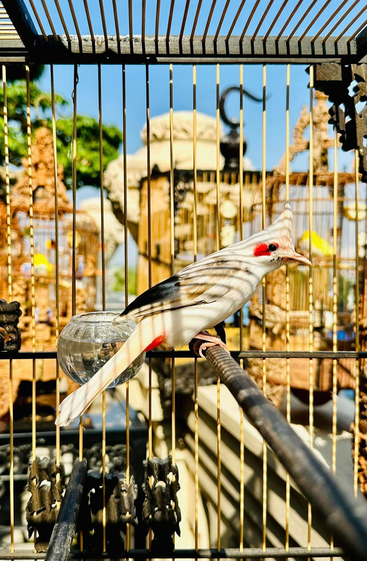 Những chú chim quý được nuôi trong phòng điều hòa riêng. Chim được đưa ra ngoài vào khung giờ thích hợp trong ngày.