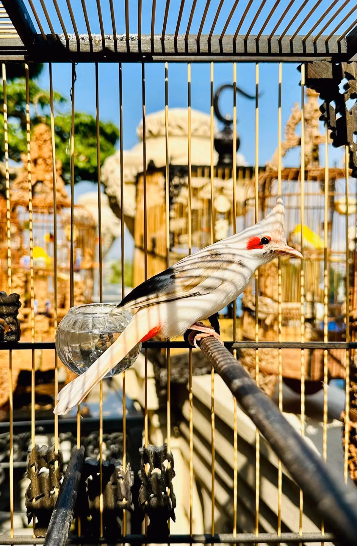 Những chú chim quý được nuôi trong phòng điều hòa riêng. Chim được đưa ra ngoài vào khung giờ thích hợp trong ngày.