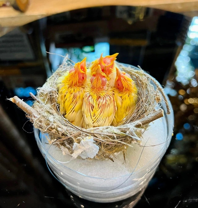 Tổ 4 chim hoàng khuyên còn bé nên doanh nhân Chương Tailor tự cho ăn, chăm bẵm như con mọn.