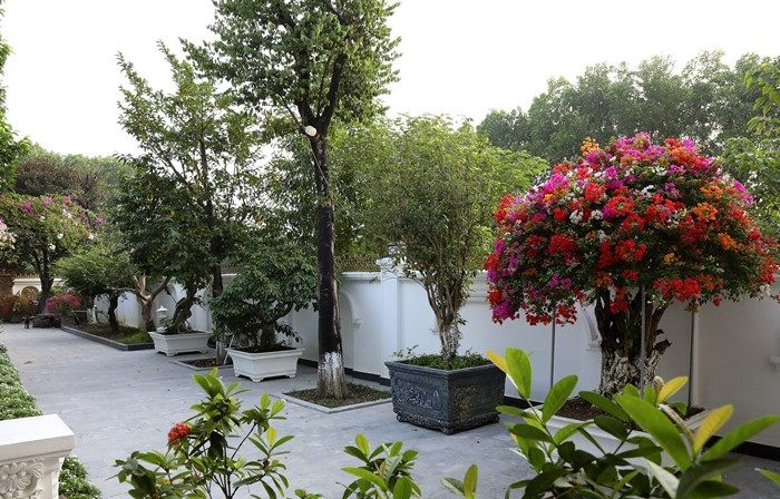 Cây trồng được thiết kế theo hàng lối đẹp mắt và sang trọng. Ảnh: Dân trí