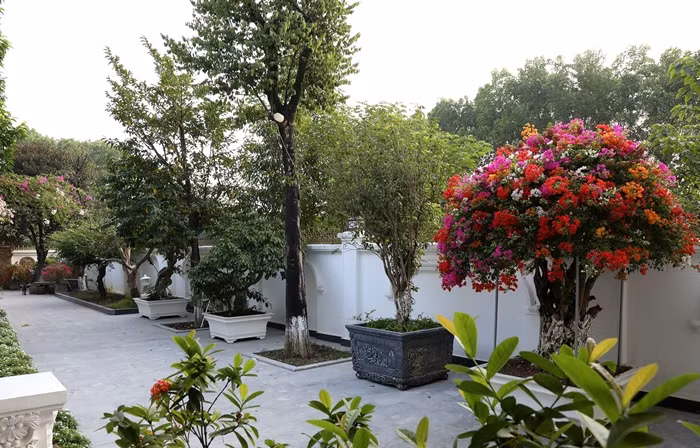 Cây trồng được thiết kế theo hàng lối đẹp mắt và sang trọng. Ảnh: Dân trí