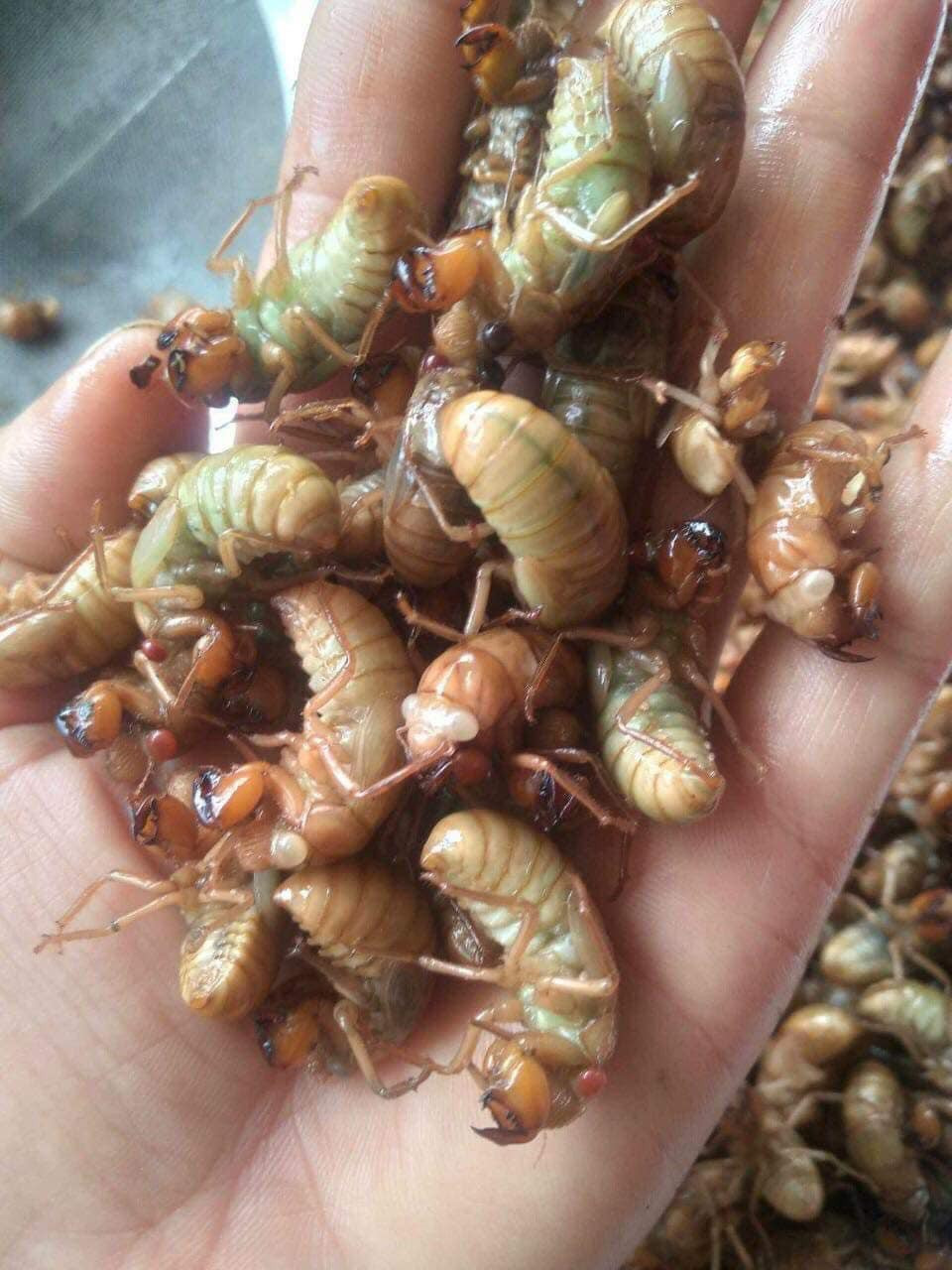 Lý giải về mức giá cao ngất ngưởng, người bán cho biết, ve sầu không có quanh năm mà chỉ xuất hiện từ đầu tháng 5 đến tháng 7.