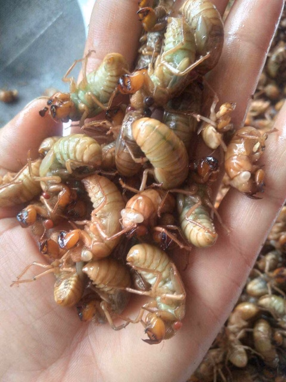 Lý giải về mức giá cao ngất ngưởng, người bán cho biết, ve sầu không có quanh năm mà chỉ xuất hiện từ đầu tháng 5 đến tháng 7.