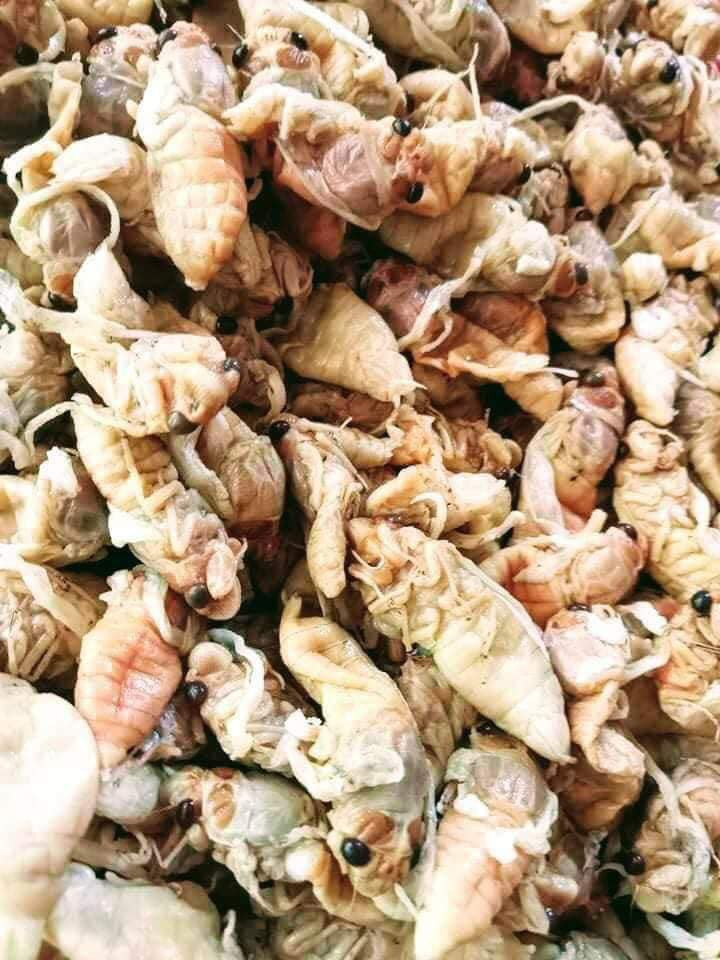 Ve sầu non ăn sẽ ngon và ngậy, người làm đã sơ chế và đóng gói hút chân không, cấp đông. Khách mua về chỉ cần rửa sạch và chế biến.