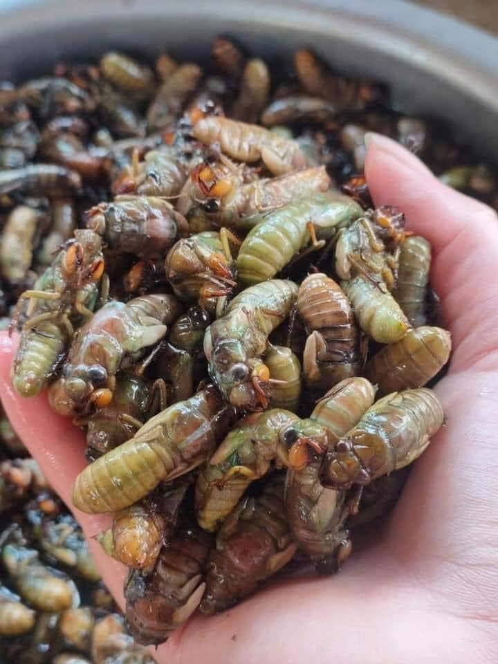 Vê sầu thường lột xác trong đêm nên thợ săn phải canh đúng thời điểm để bắt được loại nhộng ngon nhất.