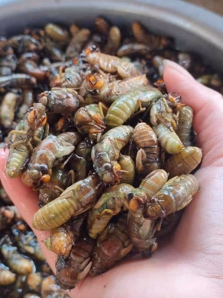 Vê sầu thường lột xác trong đêm nên thợ săn phải canh đúng thời điểm để bắt được loại nhộng ngon nhất.