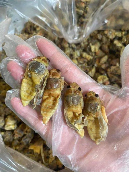 Bên cạnh đó, người bắt ve chỉ chọn những con ở giai đoạn nhộng, còn non và chưa mọc cánh.