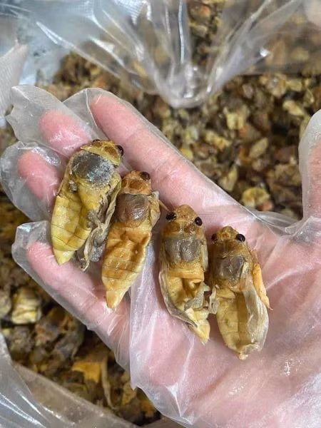 Bên cạnh đó, người bắt ve chỉ chọn những con ở giai đoạn nhộng, còn non và chưa mọc cánh.