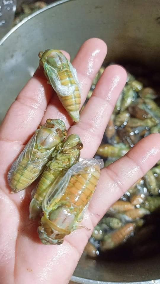 Theo chị Yến, không phải ngày nào cũng có ve sầu non để bán. Tôi thường nhận đơn đặt hàng trước sau đó mới nhờ dân gom, đủ số lượng sẽ giao cho khách.