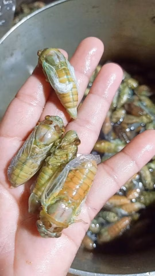 Theo chị Yến, không phải ngày nào cũng có ve sầu non để bán. Tôi thường nhận đơn đặt hàng trước sau đó mới nhờ dân gom, đủ số lượng sẽ giao cho khách.