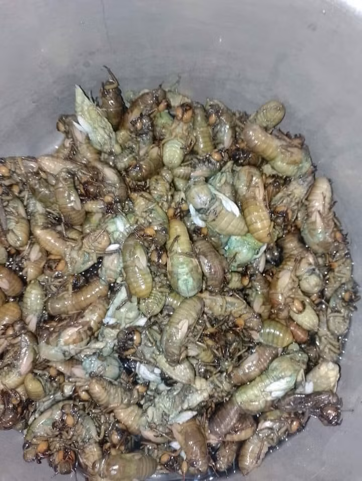 Chị Yến (một người bán hàng online) cho biết, năm nào cũng vậy, ve sầu non đầu vụ bao giờ cũng cao hơn chính vụ. Thời điểm này, ve sầu non mới bắt đầu nên số lượng hạn chế.