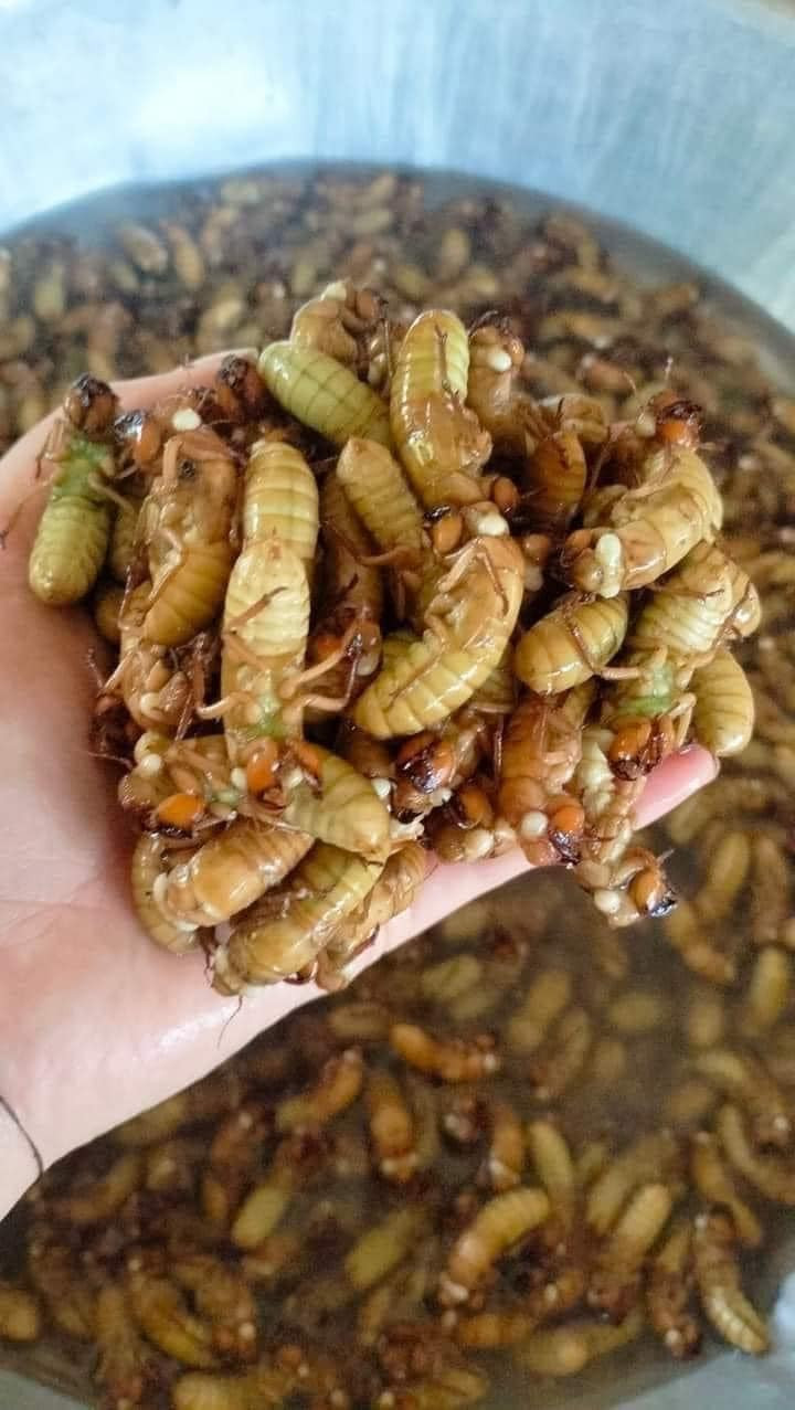 Những ngày gần đây, ve sầu non được rao bán nhiều trên chợ mạng với mức giá dao động từ 299.000 - 500.000 đồng/kg.