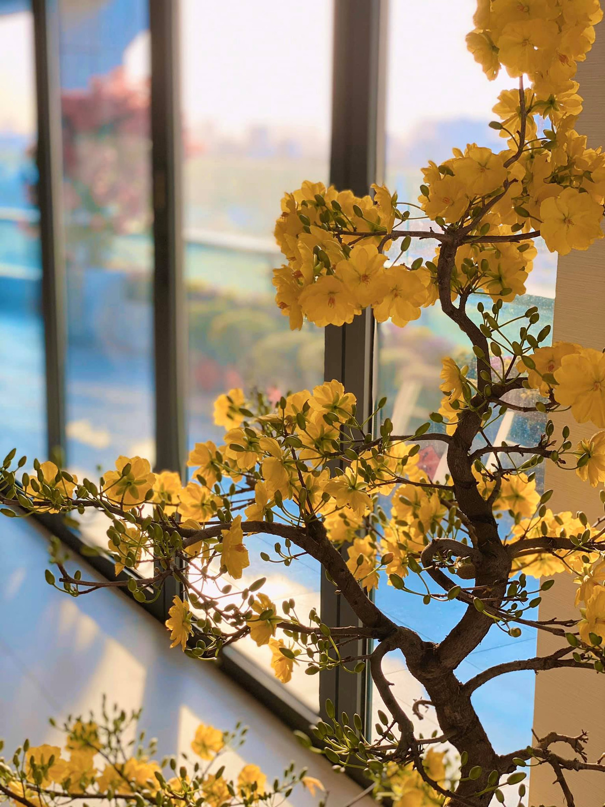 Ngoài đào, Hoa hậu Đặng Thu Thảo còn trưng mai vàng trong dịp Tết. Ảnh: FBNV