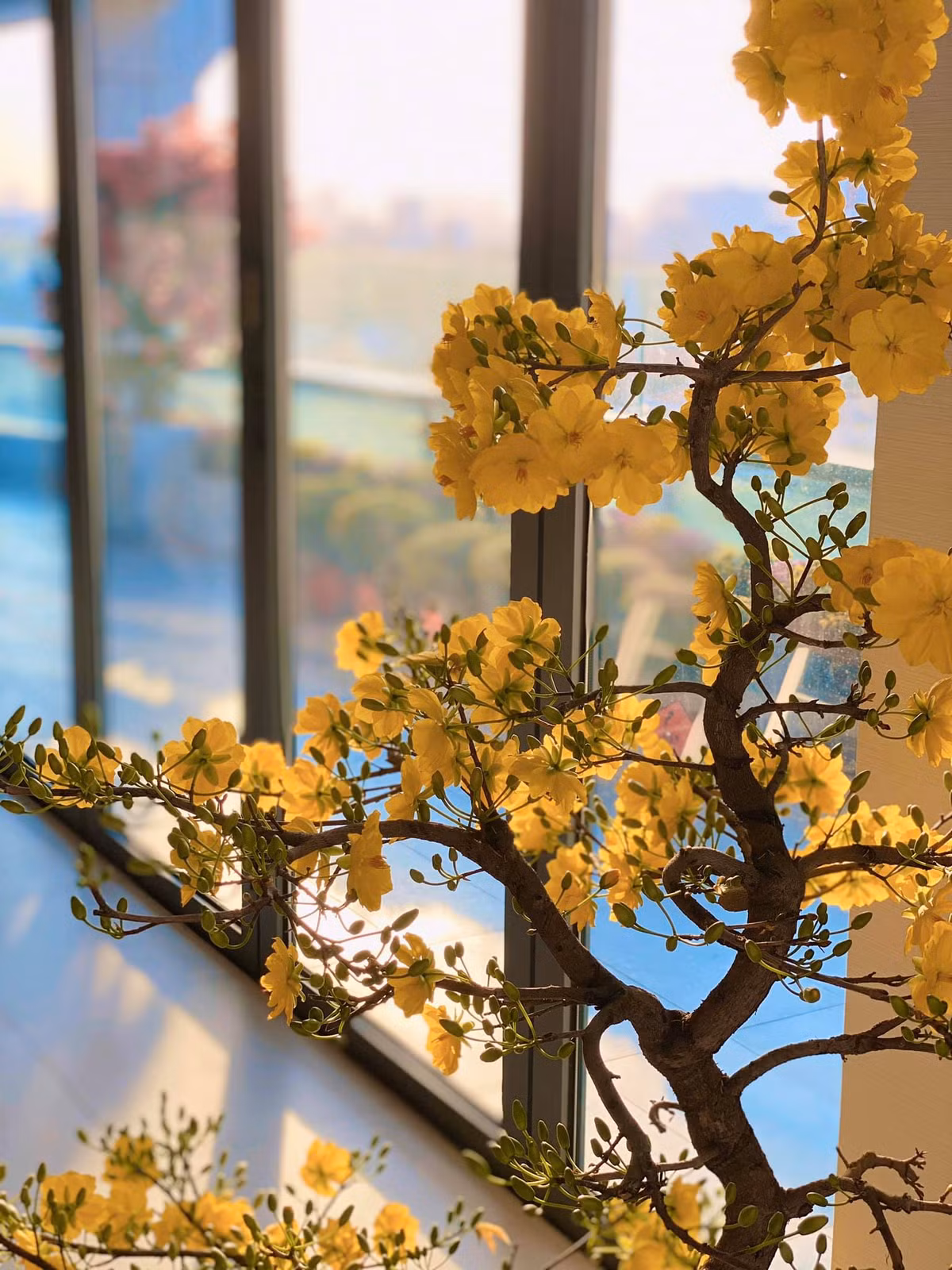 Ngoài đào, Hoa hậu Đặng Thu Thảo còn trưng mai vàng trong dịp Tết. Ảnh: FBNV