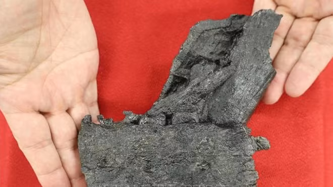 Phat hien hoa thach xuong ham khung long tyrannosaurid lan dau tai Nhat Ban