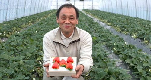 Kết cấu của dâu tây Bijin-Hime được cho là tạo ra sự cân bằng hoàn hảo giữa độ mềm và độ chắc.