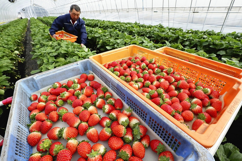 Quá trình chín chậm có thể là một trong những bí mật đằng sau vị ngọt và hương vị đậm đà của giống dâu tây này.