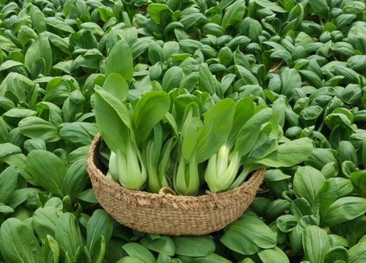 Cải chíp có chu kỳ sinh trưởng không dài, chỉ khoảng 40 ngày. Vì vậy, có thể gieo vào đầu tháng 9 và thu hoạch vào đầu tháng 10. Ảnh: Báo dân tộc và phát triển