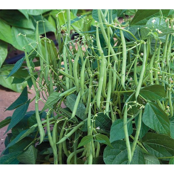 Đậu cove có thể gieo trồng quanh năm nhưng do không chịu được sương giá và sợ nhiệt độ cao nên thời điểm gieo thích hợp nhất để gieo hạt là vào khoảng đầu mùa thu. Ảnh: Internet