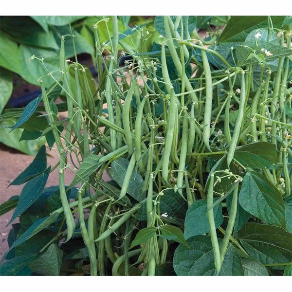 Đậu cove có thể gieo trồng quanh năm nhưng do không chịu được sương giá và sợ nhiệt độ cao nên thời điểm gieo thích hợp nhất để gieo hạt là vào khoảng đầu mùa thu. Ảnh: Internet