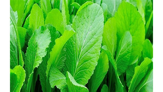 Cải bẹ xanh khá dễ trồng, cho thu hoạch sau khoảng 30 - 40 ngày. Nên ngâm hạt giống vào nước ấm khoảng 1 tiếng rồi ủ ấm 1 ngày trước khi gieo vào đất để tăng tỷ lệ này mầm. Ảnh: Internet