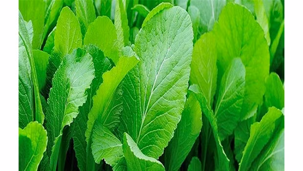 Cải bẹ xanh khá dễ trồng, cho thu hoạch sau khoảng 30 - 40 ngày. Nên ngâm hạt giống vào nước ấm khoảng 1 tiếng rồi ủ ấm 1 ngày trước khi gieo vào đất để tăng tỷ lệ này mầm. Ảnh: Internet