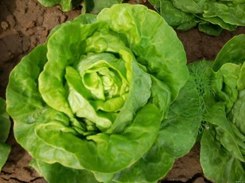 Xà lách có thể trồng quanh năm nhưng chính vụ thường từ tháng 8 đến tháng 4 năm sau. Chu kỳ từ lúc gieo hạt đến khi thu hoạch khoảng 35 - 40 ngày. Nên trồng xà lách ở nơi có nhiều ánh nắng và thoáng mát. Ảnh: Internet