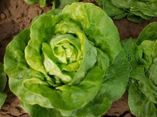 Xà lách có thể trồng quanh năm nhưng chính vụ thường từ tháng 8 đến tháng 4 năm sau. Chu kỳ từ lúc gieo hạt đến khi thu hoạch khoảng 35 - 40 ngày. Nên trồng xà lách ở nơi có nhiều ánh nắng và thoáng mát. Ảnh: Internet