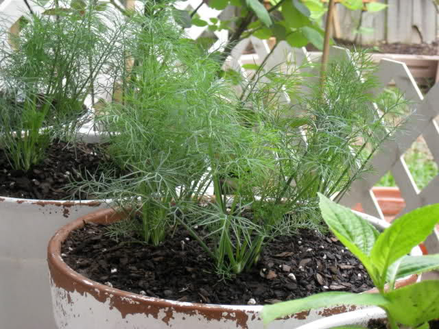 Rau thì là có thể trồng tại nhà trong tháng 9 thay vì mua ngoài chợ. Chỉ cần tưới nước thường xuyên là có thể thu hoạch sau 2 tháng. Ảnh: Internet