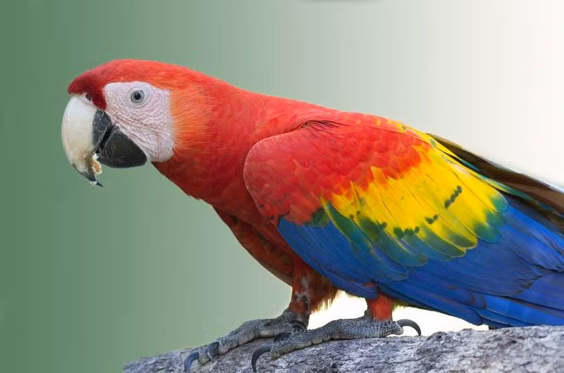 Vẹt đỏ đuôi dài được đánh giá là một trong những loài vẹt đẹp và thông minh nhất trong thế giới loài vẹt hiện nay. Vì thế, giá vẹt đỏ trên thế giới không hề rẻ. Ảnh: Hepper