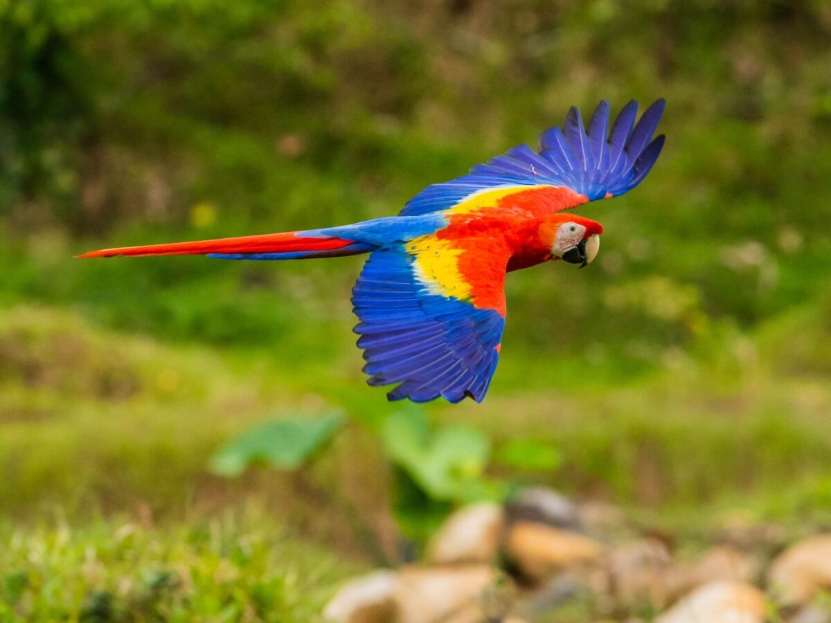 Mỗi con vẹt đỏ đuôi dài có giá từ 3.000 đến 4.000 USD (hơn 70 triệu đến hơn 90 triệu đồng). Ảnh: Hepper