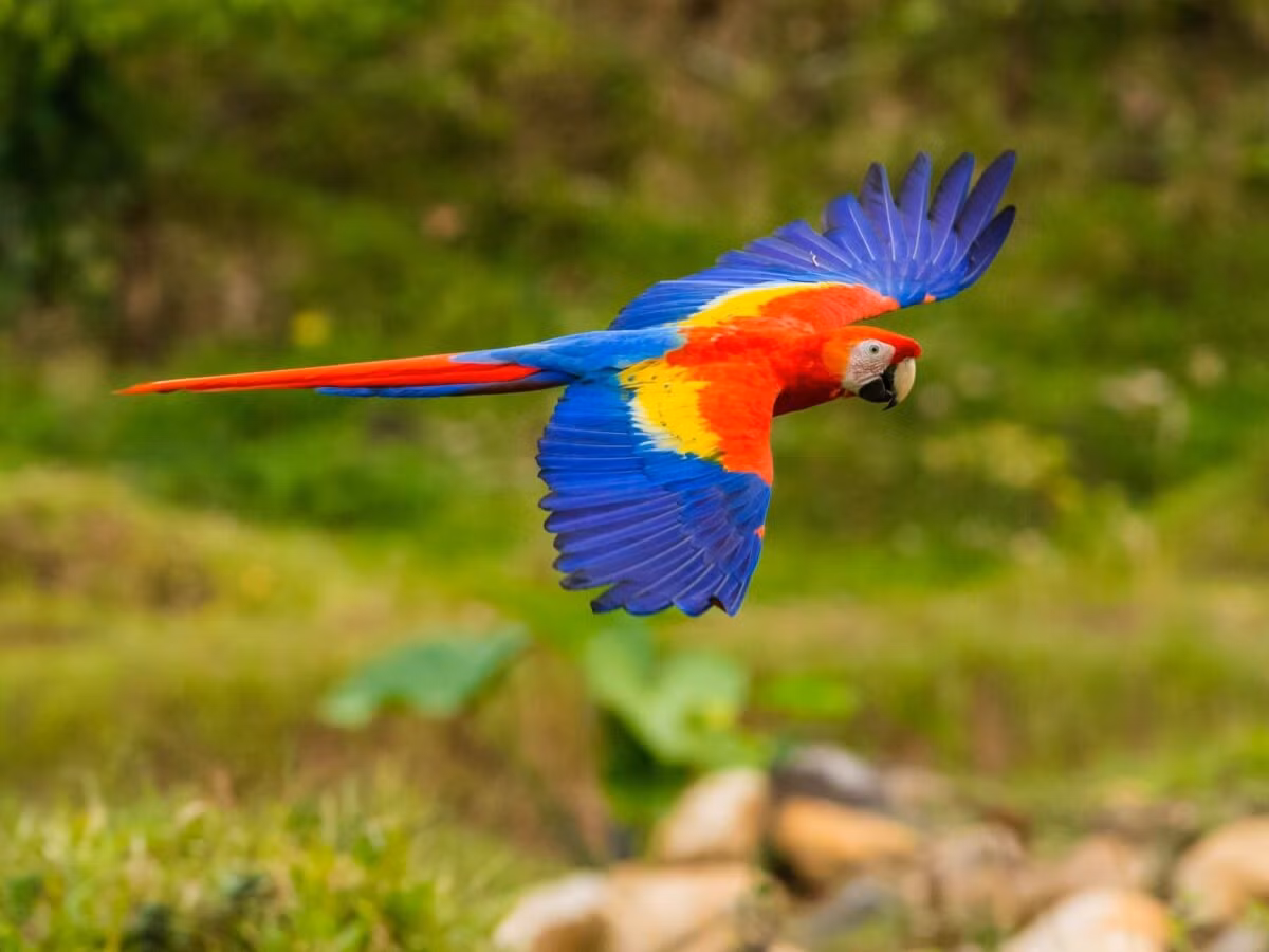 Mỗi con vẹt đỏ đuôi dài có giá từ 3.000 đến 4.000 USD (hơn 70 triệu đến hơn 90 triệu đồng). Ảnh: Hepper