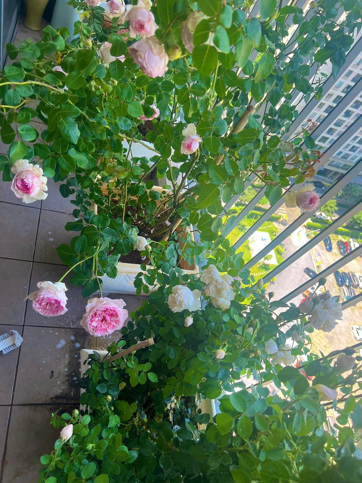 Nhà thiết kế sinh năm 1988 cho biết anh rất yêu hoa hồng.