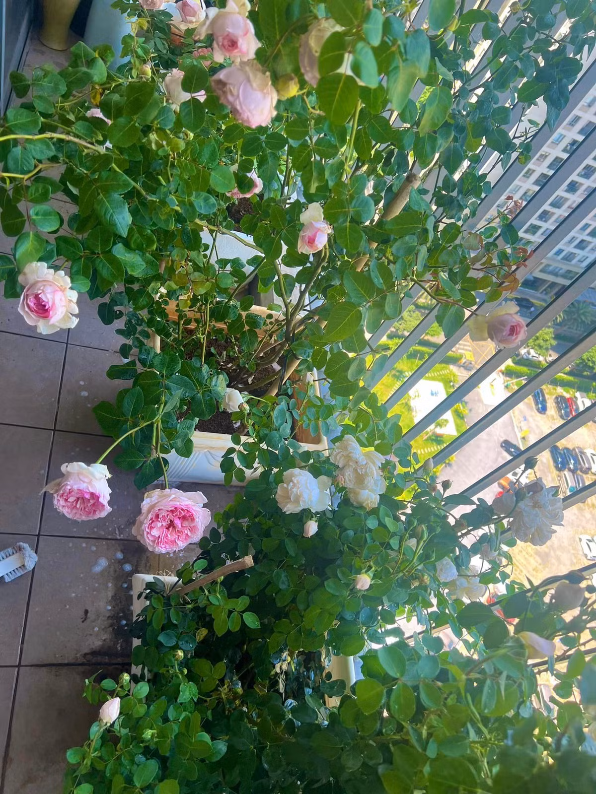 Nhà thiết kế sinh năm 1988 cho biết anh rất yêu hoa hồng.