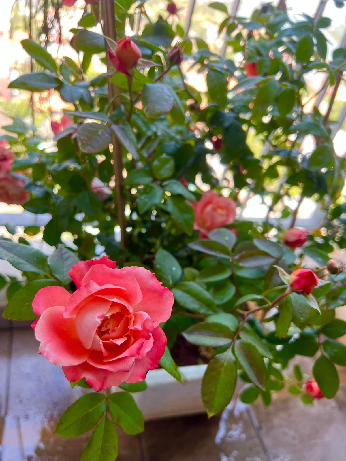 Ai nấy đều xuýt xoa trước vườn hồng trên ban công chung cư của Lý Quí Khánh.