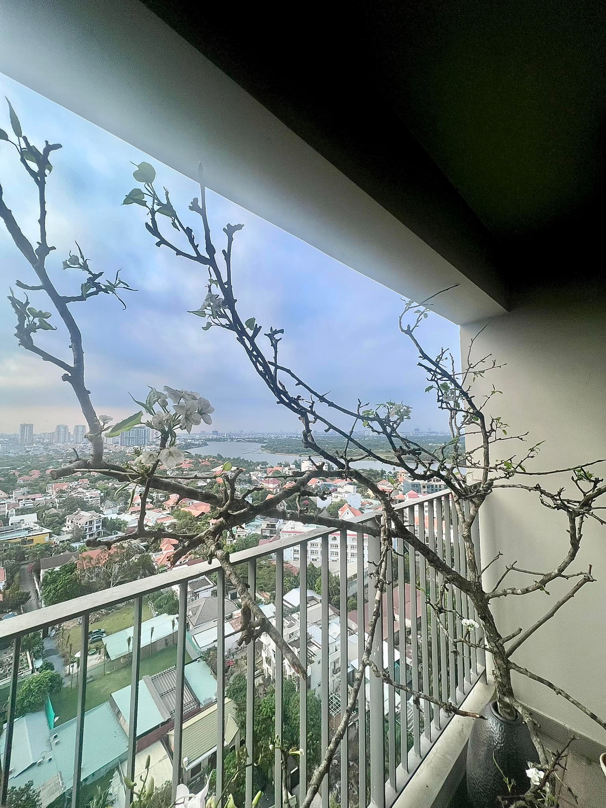 Lê trắng bung nở rực rỡ. Nguồn ảnh: FBNV