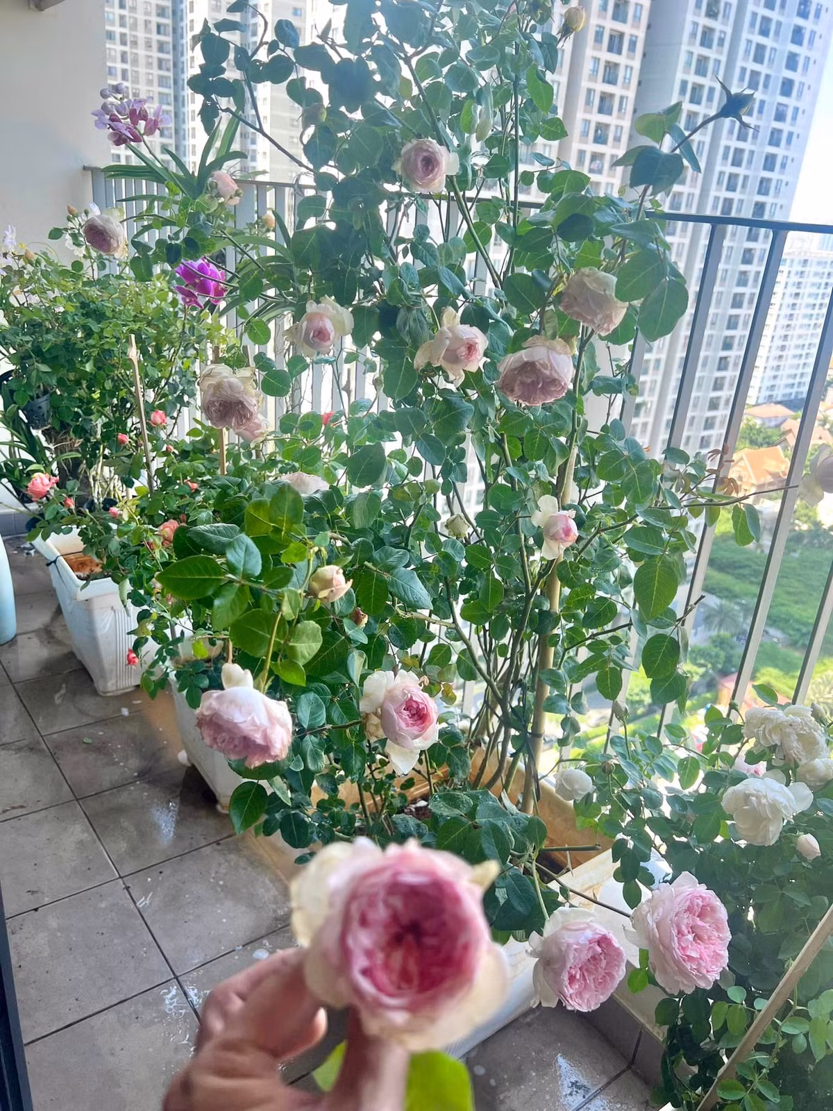 Sau Tết, khu vườn nhỏ xíu chung cư của Lý Quí Khánh hoa hồng nở rộ thơm ngát.