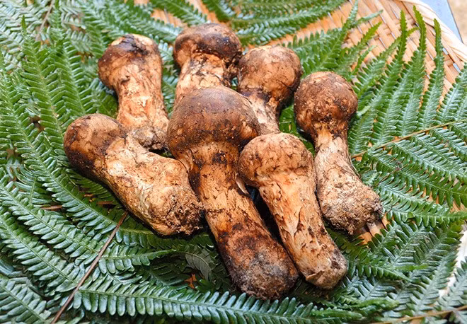 Theo Business Insider, trong hơn 70 năm qua, sản lượng nấm tùng nhung Nhật Bản thu về bị giảm hơn 95%. Ảnh: Getty